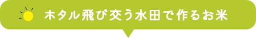 ホタル飛び交う水田で作るお米